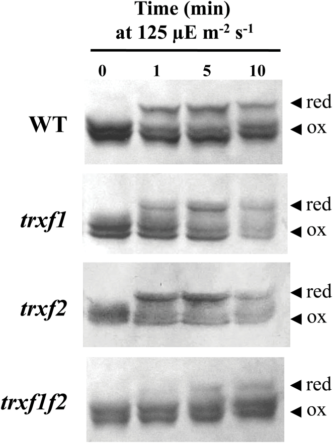 Fig. 9.