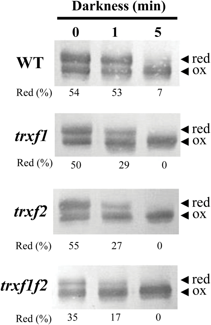 Fig. 10.