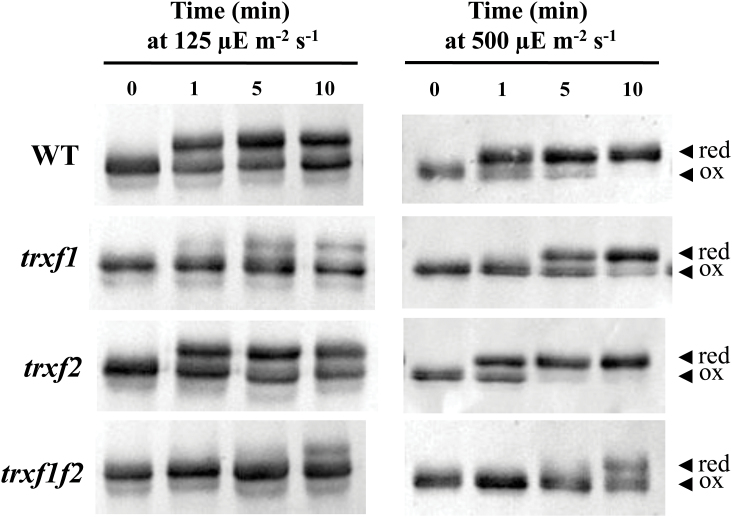 Fig. 8.