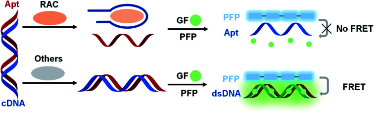 graphic file with name d2ra00574c-ga.jpg