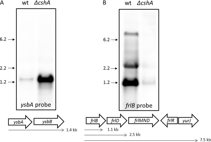 Fig 8