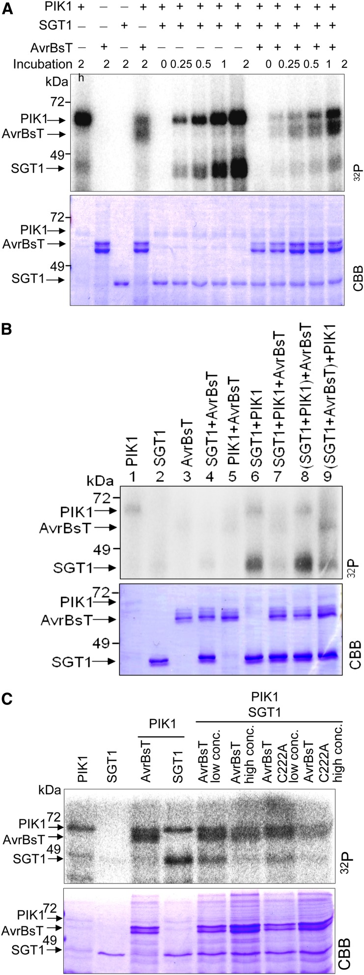 Figure 4.