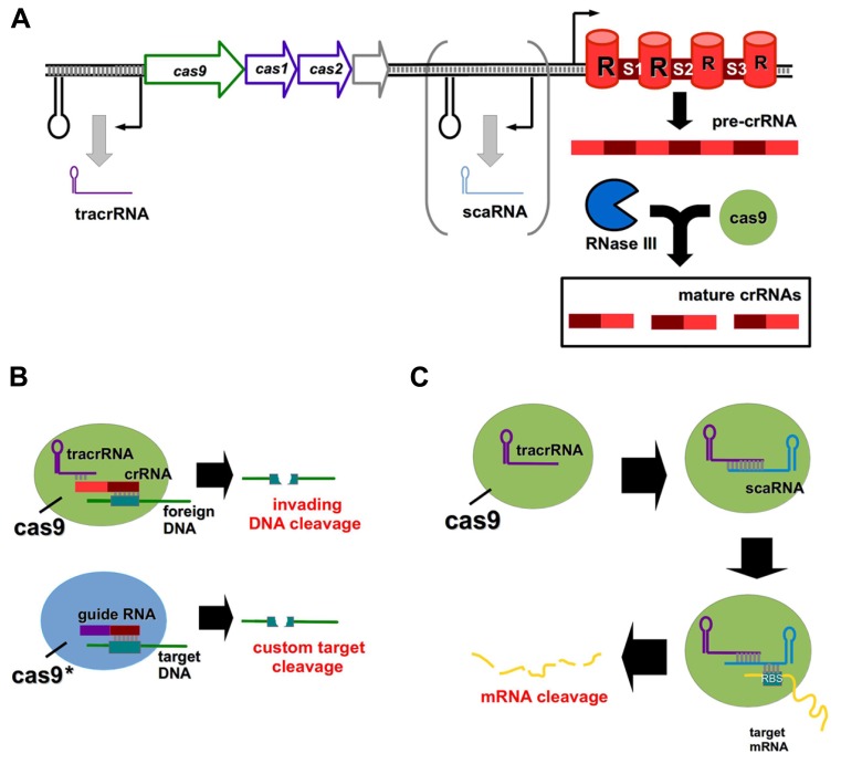 FIGURE 2