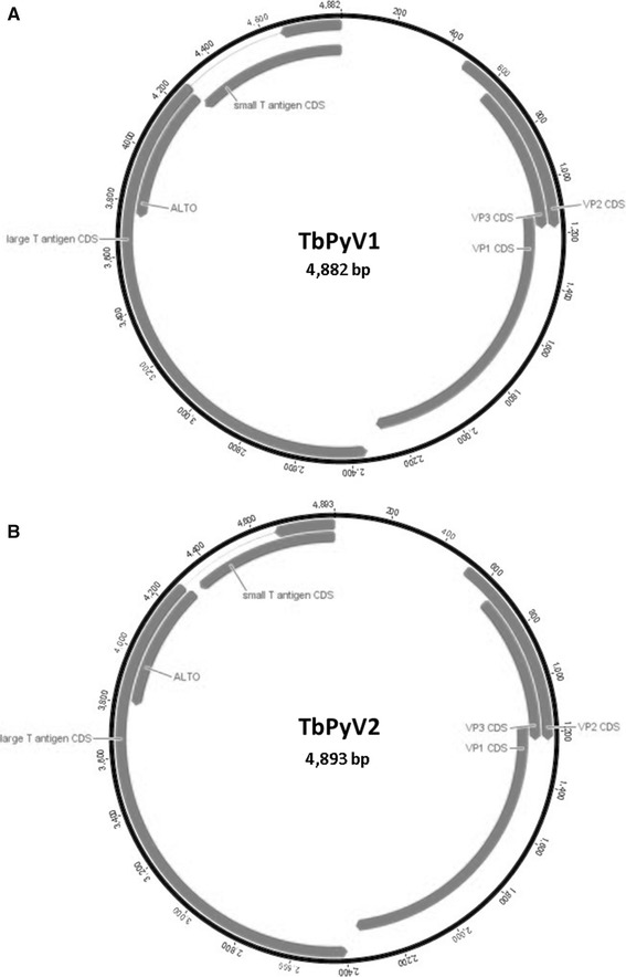 Fig. 1