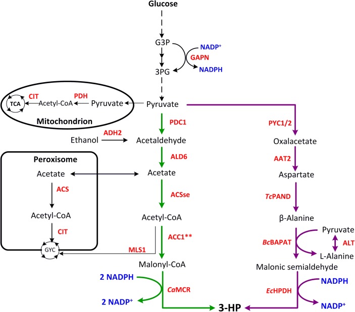 FIGURE 1