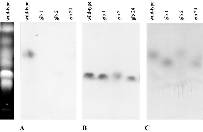 FIG. 6