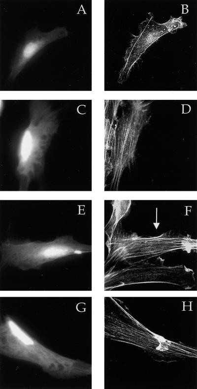 FIG. 8