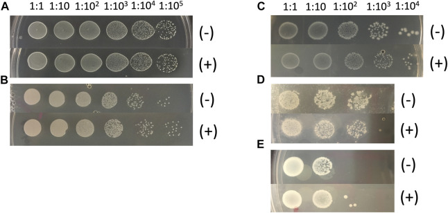 FIGURE 5