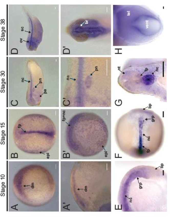 FIGURE 1: