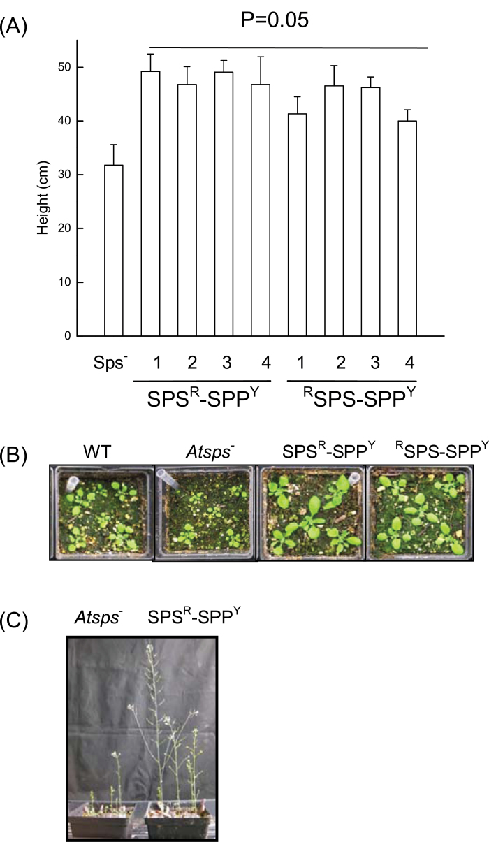 Fig. 8.