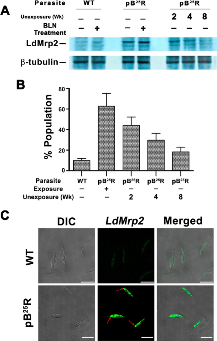 FIGURE 4.