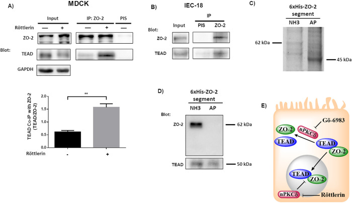 FIGURE 6: