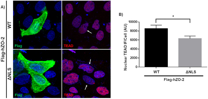 FIGURE 2: