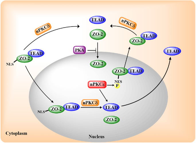 FIGURE 9: