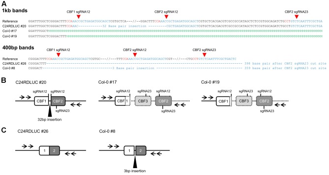 FIGURE 3