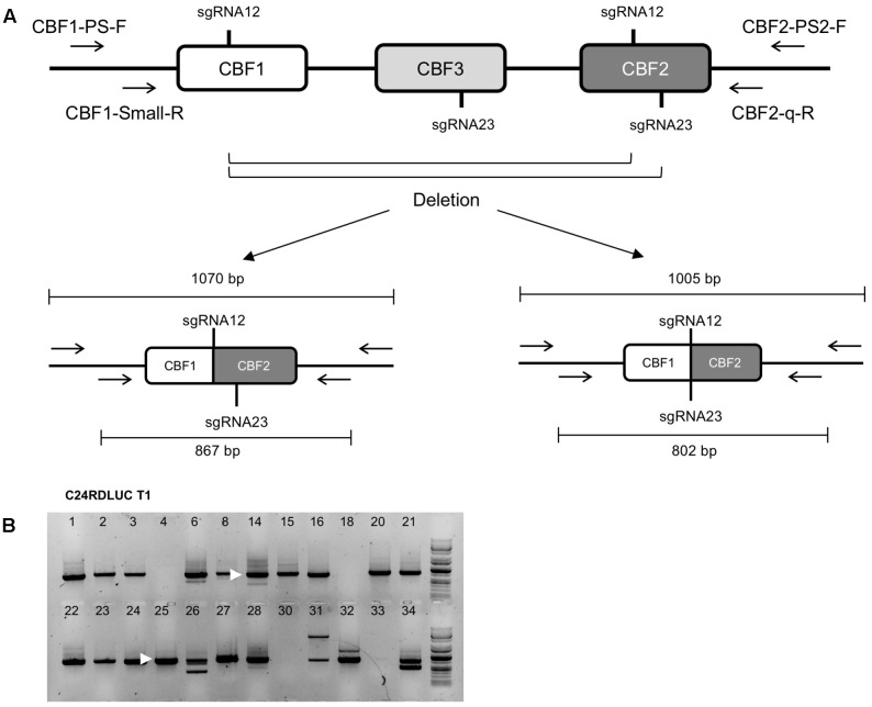 FIGURE 2