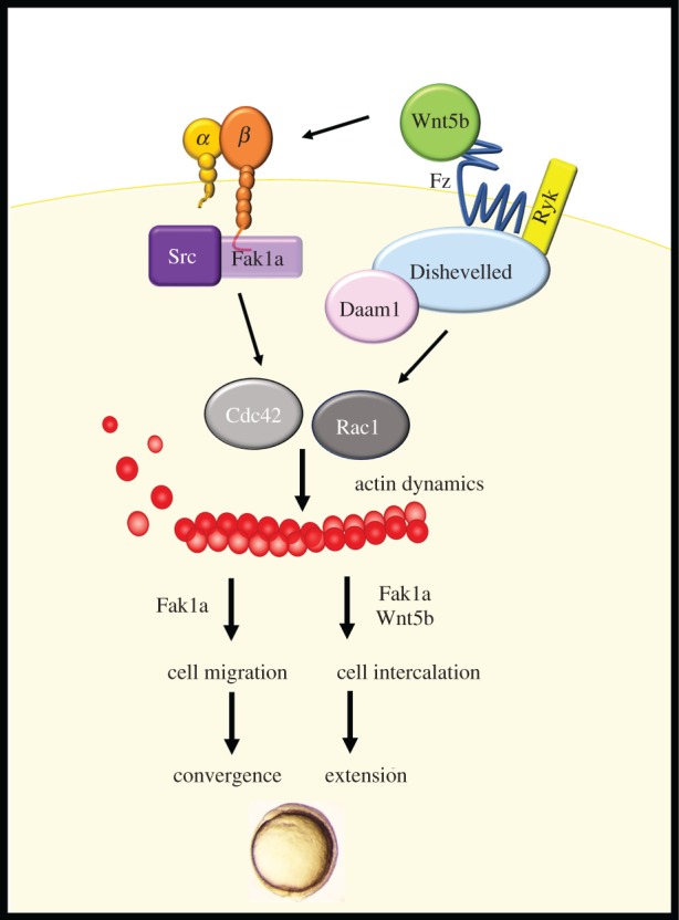 Figure 11.