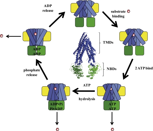 FIGURE 1.