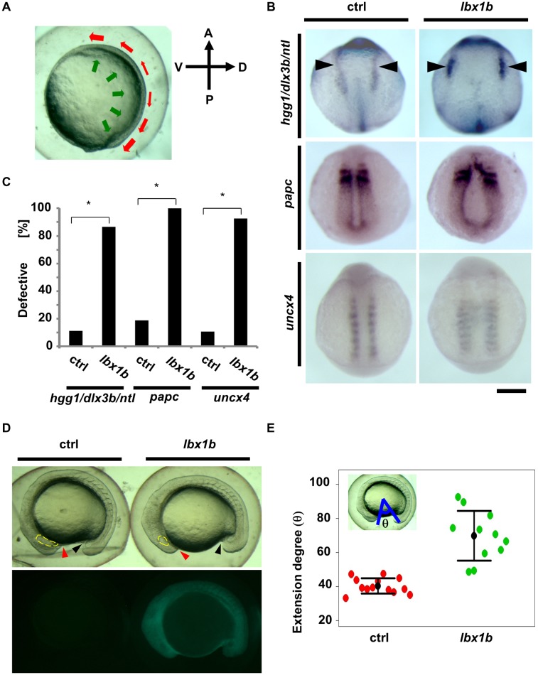 Fig 5