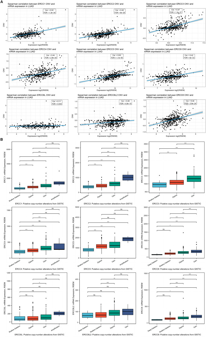 Characterization of the function and clinical value of ercc family