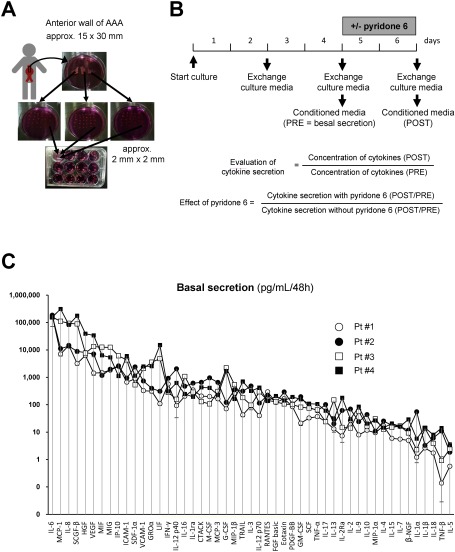 Fig. 1 Human AAA tissue culture and cytokine secretion. (A) Depicted is the procedure of human AAA tissue culture. The anterior aortic wall (approximately 30 mm in length and 15 mm in width) was collected during surgery. The aortic wall was cut into three pieces; proximal, middle, and distal portions of the aortic wall. Each piece was further cut into small pieces (approximately 2 mm×2 mm). Further, the small pieces were transferred to a 12-well tissue culture plate, so that each well received an equal number of pieces from the original proximal, middle, and distal portion of the aortic wall. (B) Culture media was replaced with the fresh DMEM to remove blood clots and tissue debris, 48 h after starting the culture, and further experiments were conducted. After another 48 h of incubating the culture with the indicated concentrations of pyridone 6, the culture media was collected to measure the levels of cytokines secreted into the media. (C) Quantitative analysis of the basal secretion in human AAA tissue culture from four patients is demonstrated for a panel of 49 cytokines. Conditioned media was collected after incubating with human AAA tissue in 12-well culture plates for 48 h, and subjected to the beads-based multiplex assay. Data are expressed as means±standard errors from 4–8 wells of a 12-well culture plate with similar culture conditions.