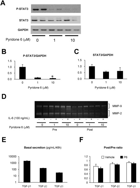 Fig. 2 Effect of pyridone 6 on the activity of STAT3, MMPs, and TGF-β in human AAA tissue culture. Effect of pyridone 6 on STAT3 activity was evaluated by immunoblotting for activated (phosphorylated) STAT3 (P-STAT3) and total STAT3 after incubation of the AAA tissue with the indicated concentration of pyridone 6 for 48 h. (A) Representative images of immunoblotting for P-STAT3 and STAT3 are shown, and GAPDH was used as the internal control. (B) Expression levels of P-STAT3 normalized to that of GAPDH are represented. (C) Expression levels of STAT3 normalized to that of GAPDH are represented. (D) Secretions of MMP-9 and -2 were evaluated by gelatin zymography of the conditioned media. After collecting the basal secretion for 48 h, AAA tissue culture was treated with or without 100 ng/mL IL-6 and the indicated concentrations of pyridone 6. (E) Basal secretions of TGF-β family are shown in the conditioned media after 48 h of culture. (F) The effect of 10 µM pyridone 6 on the secretions of TGF-β family of cytokines is represented. Data are expressed as means±standard errors. The sample without pyridone 6 treatment was assigned a value of 1. * p<0.05.