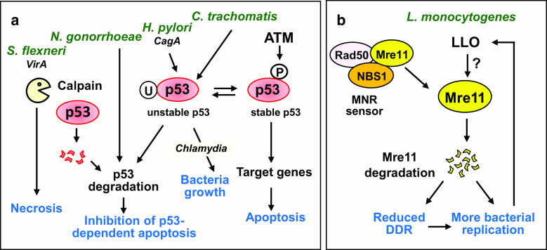 Fig. 2