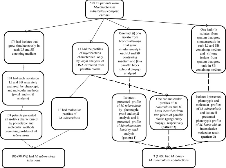 Results of mycobacteria characterization of specimens from study population (n = 189), city of Juiz de Fora, state of Minas Gerais, Brazil, 2008-2010. LJ: conventional Löwenstein-Jensen containing medium; oxyR, oxyR: pseudogene; pncA, pncA: gene; SB: Stonebrink containing medium; TB: tuberculosis.