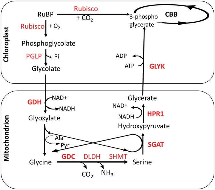 Fig. 1.