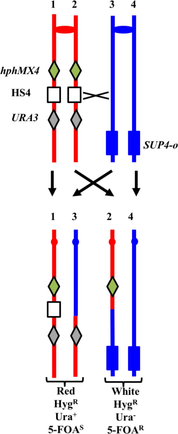 Figure 11.