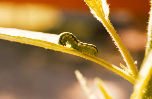 
Spodoptera exigua larva feeding on Nicotiana attenuata
