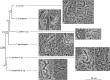 Fig. 11