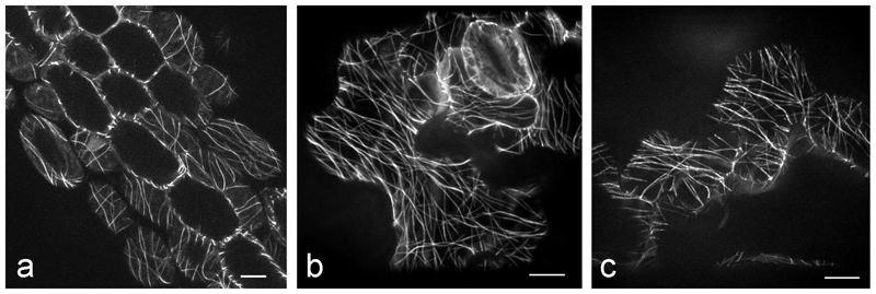 Fig. 8