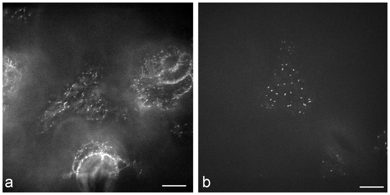 Fig. 9