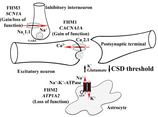 Fig. (1)