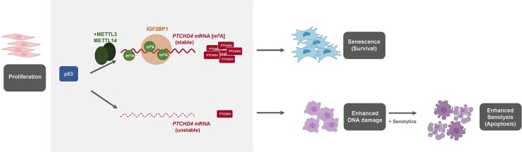 Graphical Abstract