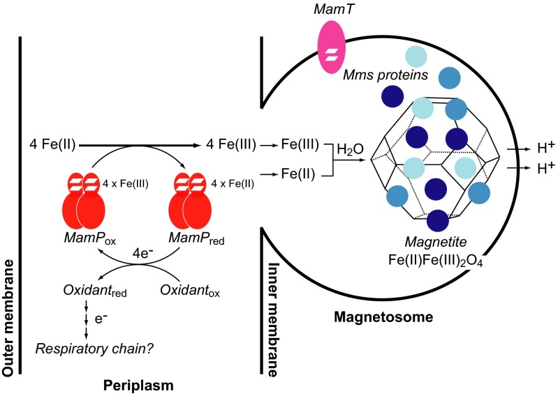 Fig. 6.