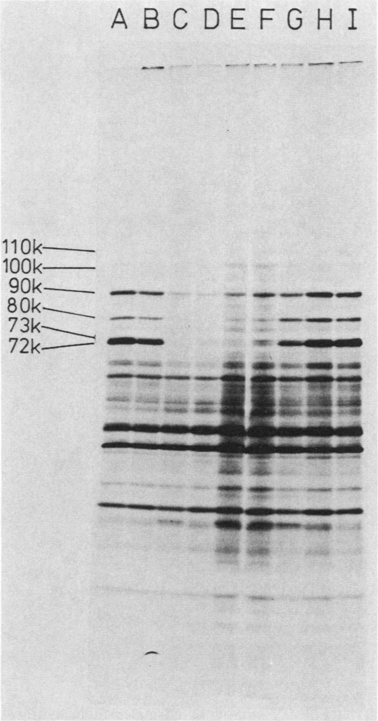 graphic file with name molcellb00148-0071-a.jpg