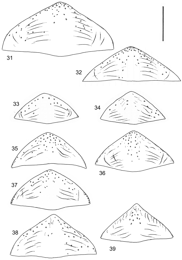 Figures 31–39.