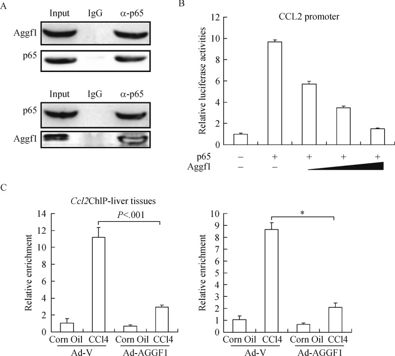 Fig.4