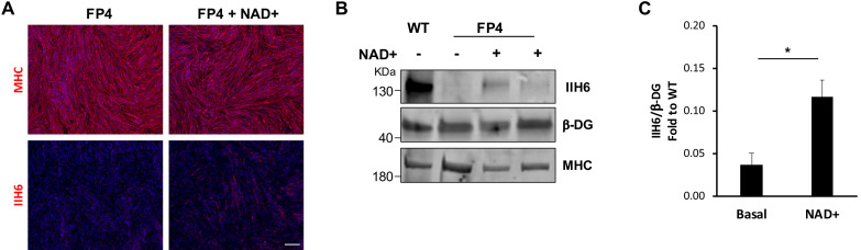 Figure 4—figure supplement 1.