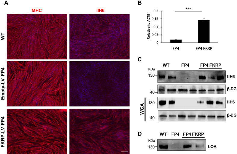 Figure 1—figure supplement 2.