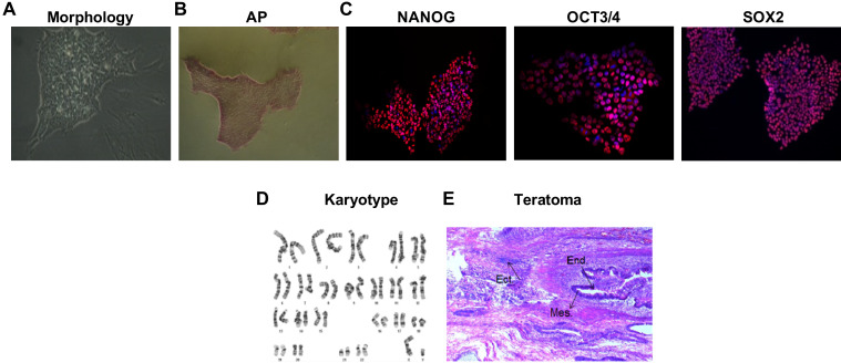 Figure 1—figure supplement 1.