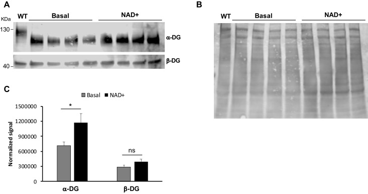 Figure 5—figure supplement 1.