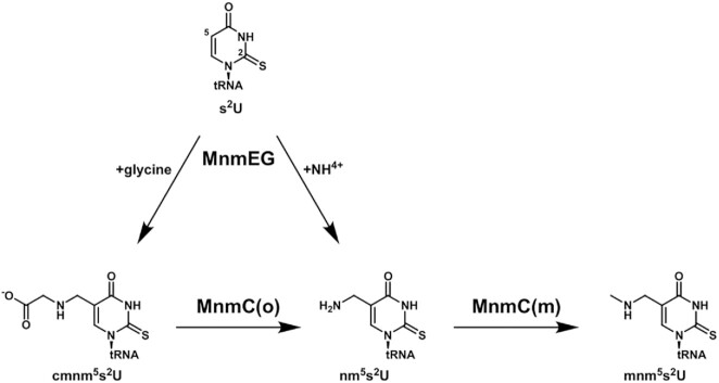 Figure 1.