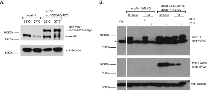 FIGURE 5: