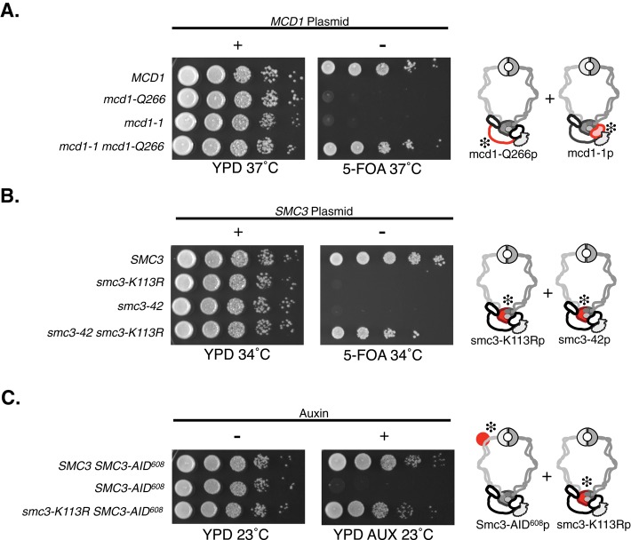 FIGURE 1: