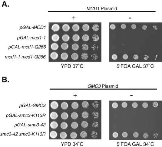 FIGURE 2: