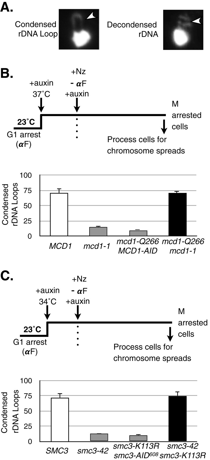 FIGURE 3: