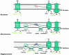 FIG. 2.